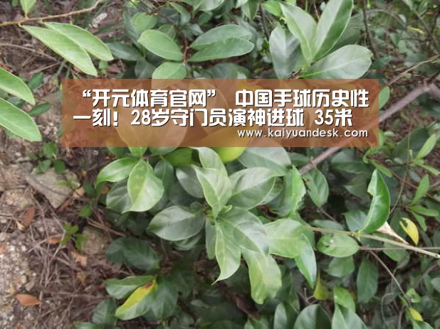 “开元体育官网”
中国手球历史性一刻!28岁守门员演神进球 35米超远距离破门得分(图4) 开元体育入口